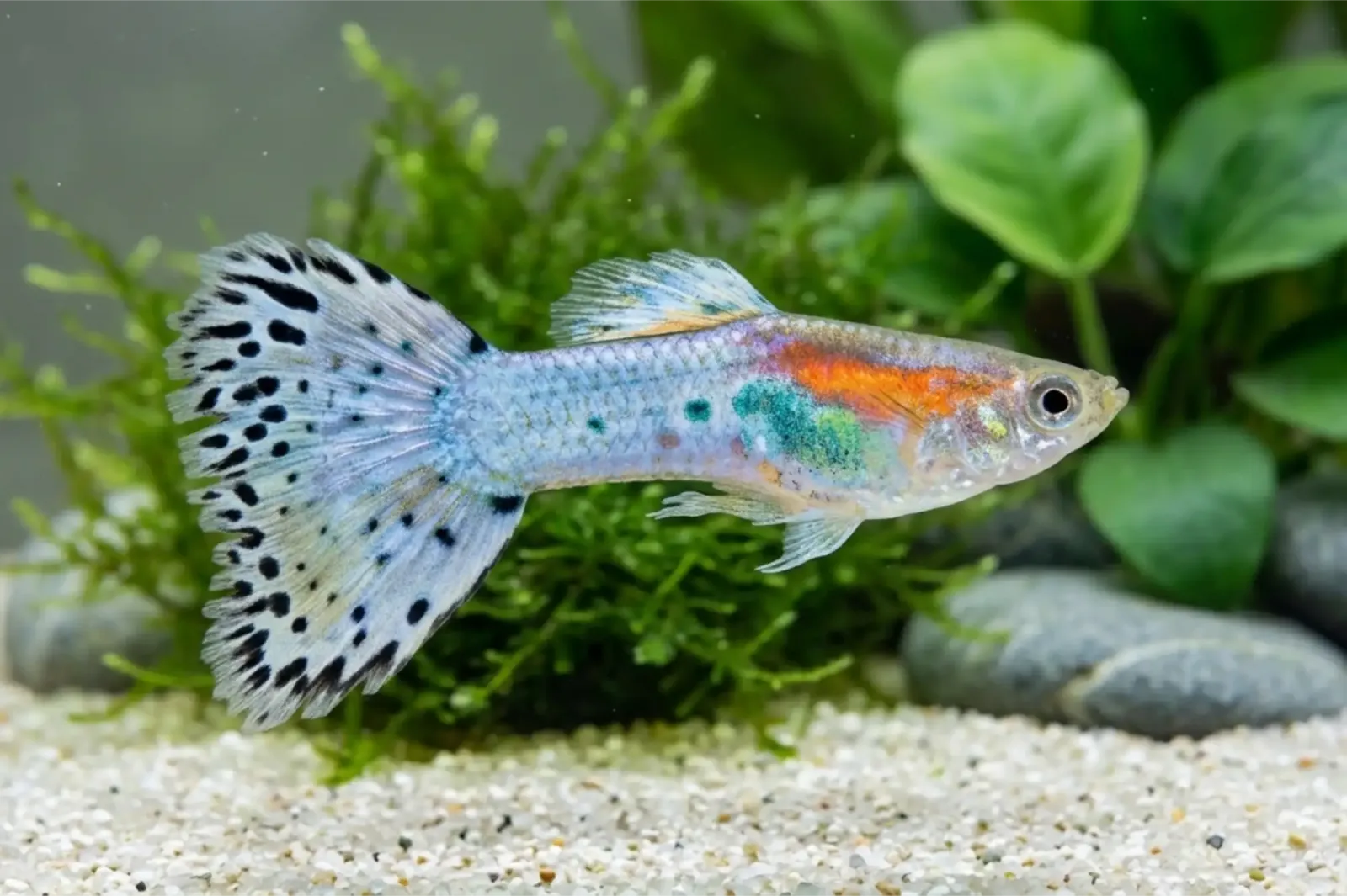 Guppy Blue Grass – Poecilia reticulata mit blauen, dunkel gepunkteten Flossen